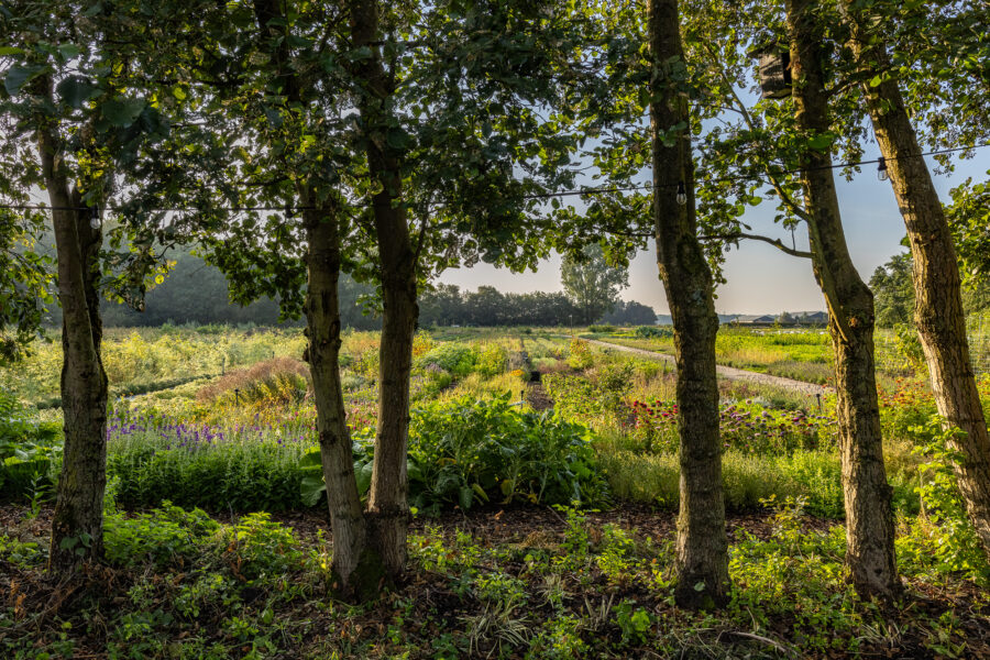 Tuinderij WIJdehorst